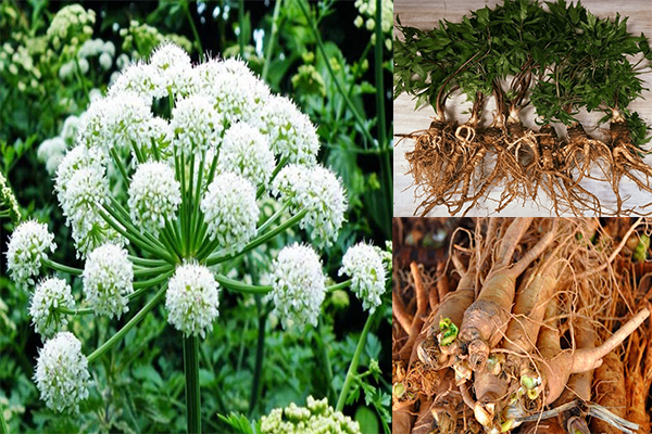 Dược liệu phụ khoa