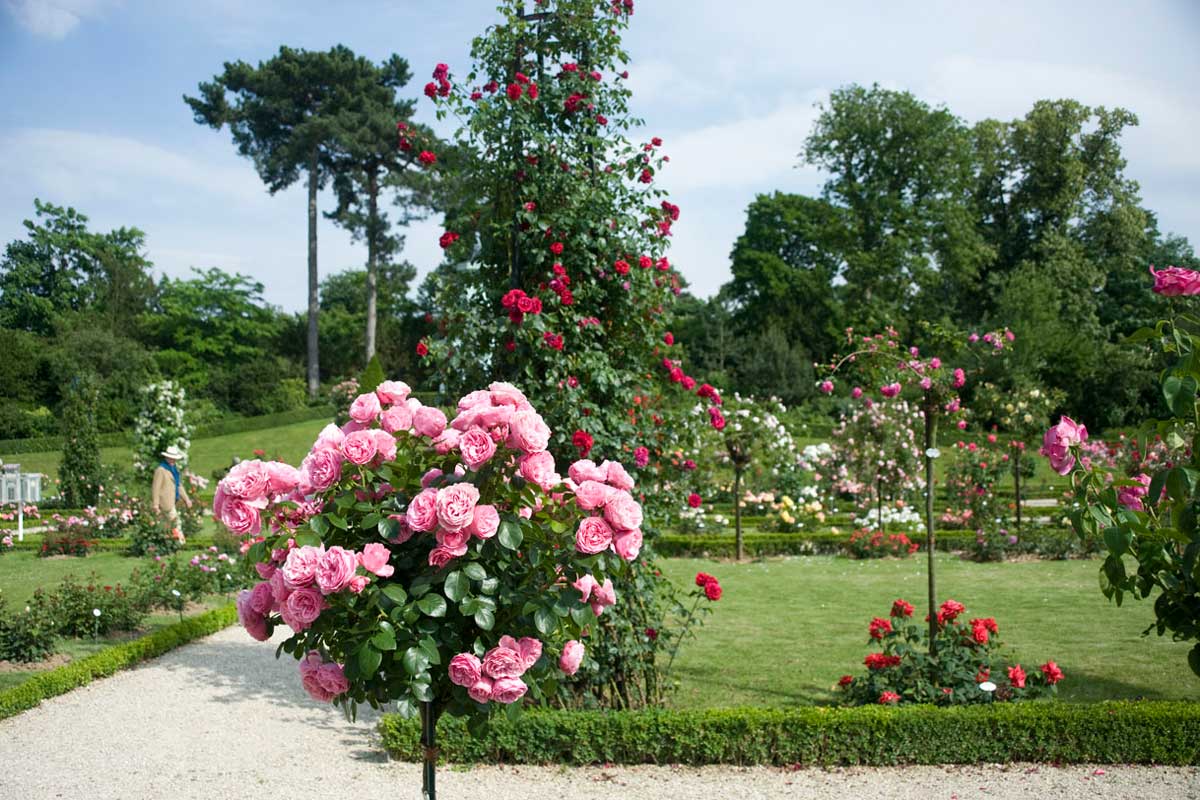 Hoa Hồng Pháp dược liệu phụ khoa