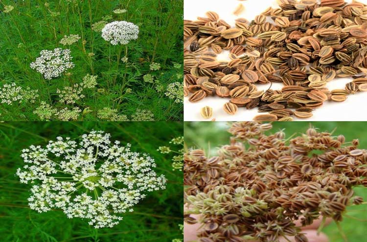 Dược liệu viêm lộ tuyến cổ tử cung